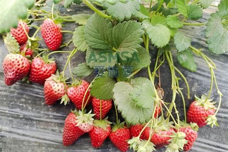 草莓磷肥什么时候用？磷肥施用过量怎么补救？