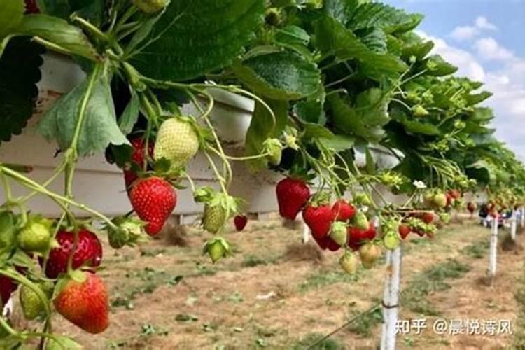 种植草莓用什么肥料做底肥最好