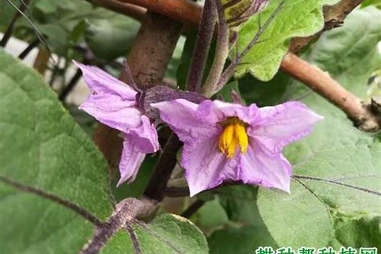 茄子施肥用什么肥料
