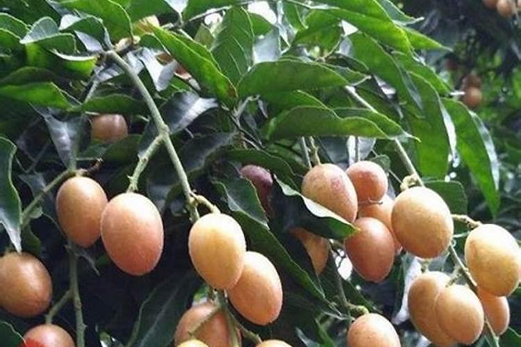 黄皮树什么时候崔花？