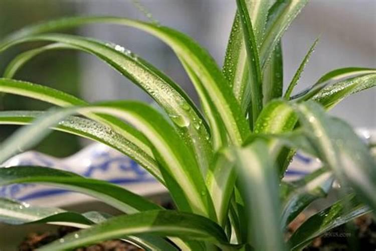 夏天吊兰这样养护生长旺盛