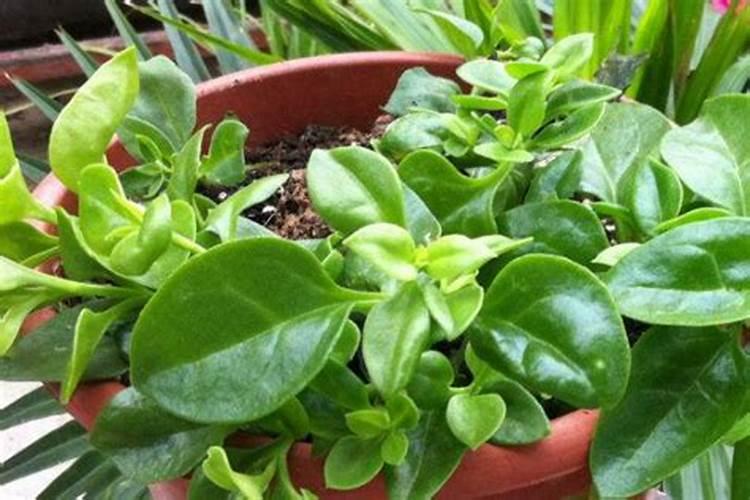 吊兰夏季养护心得