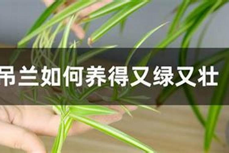 夏天的吊兰应该怎么养护 吊兰夏季做好4点安全度夏
