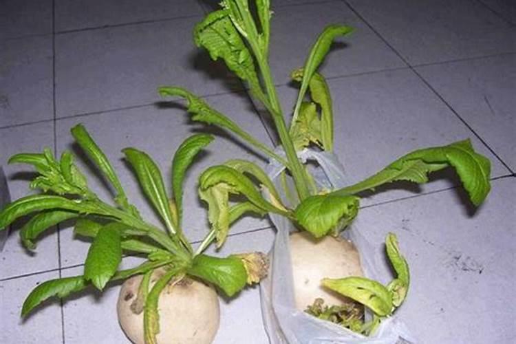 种植萝卜时,不宜施用哪些肥料？萝卜为何会出现空心现象？
