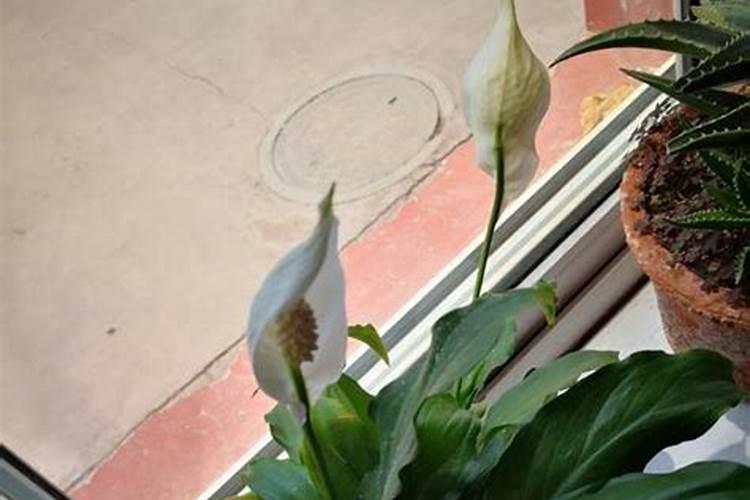 白鹤芋怎么施肥