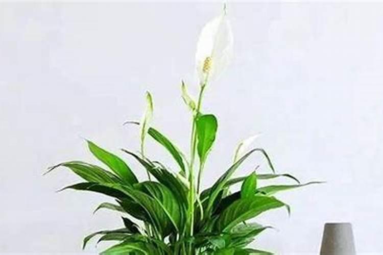 白鹤芋如何施肥