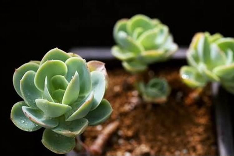 什么植物叶面肥变绿最快