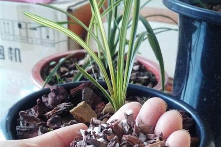 白兰花用什么肥料最好(白兰花怎么施肥长得快开花多)