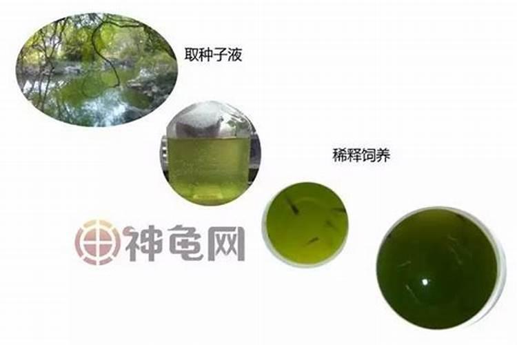 鱼缸里绿水可以浇花吗 但由于鱼的分泌和排泄