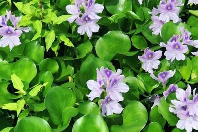 如何保持水葫芦的美丽？