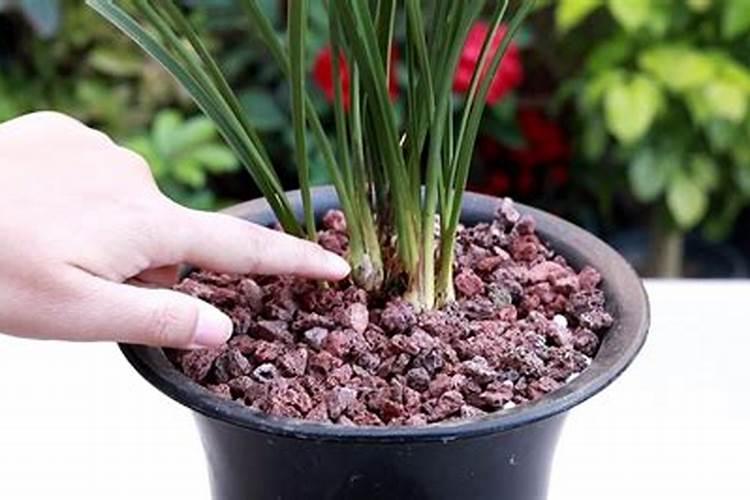 兰花花苞发黑脱落怎么办,多是施肥量大、浇水过多