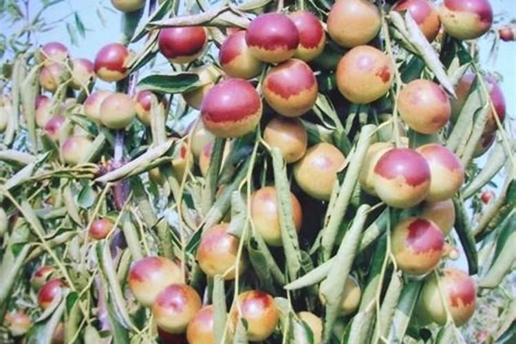 冬枣的种植与管理技术要点