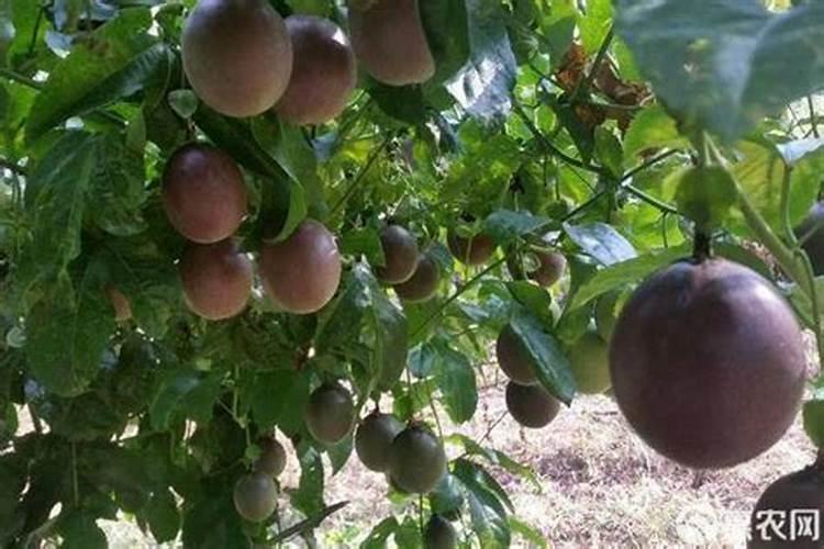 干旱沙地冬季种什么菜