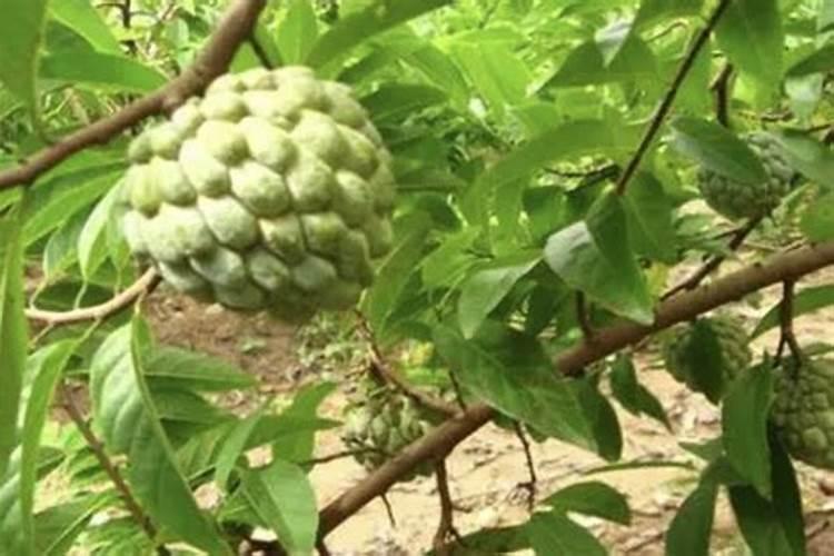 释迦果盆栽几年挂果
