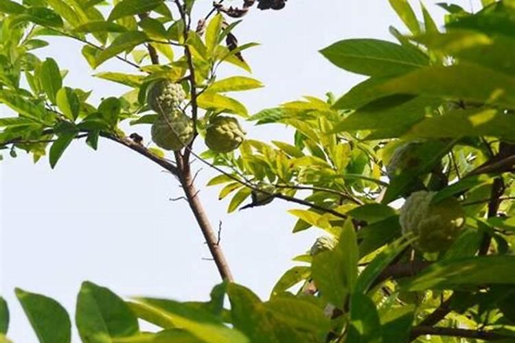 释迦种植后几年挂果,不结果的原因是什么？