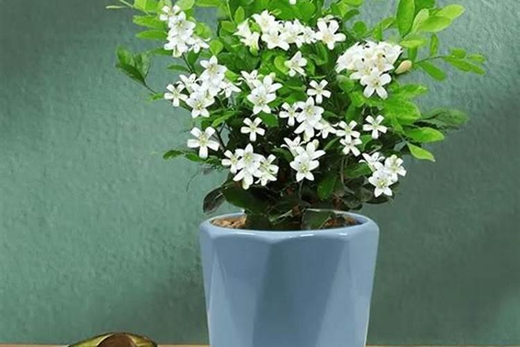 种芋头用什么肥料最好？