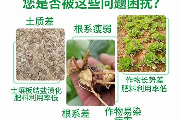 如何让水草快速生根