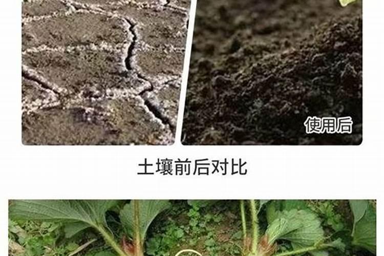 什么是腐殖酸,腐殖酸的效果及用法