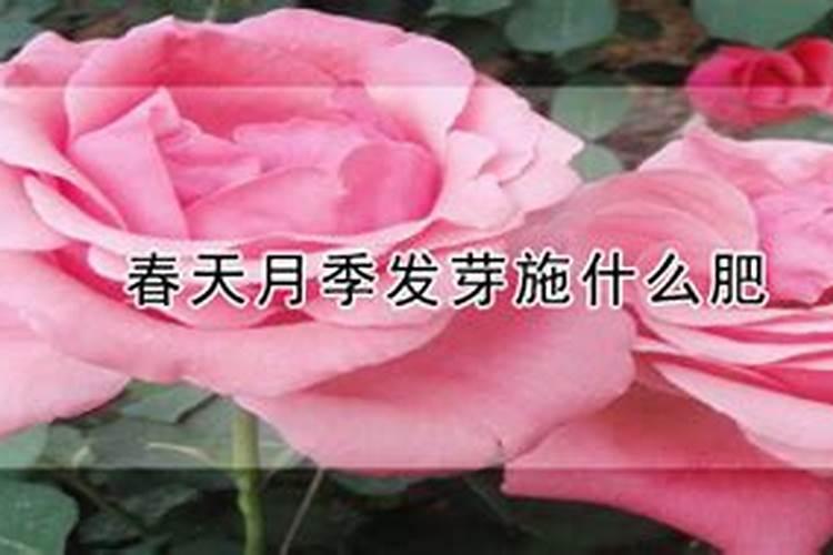 月季春天发芽后管理