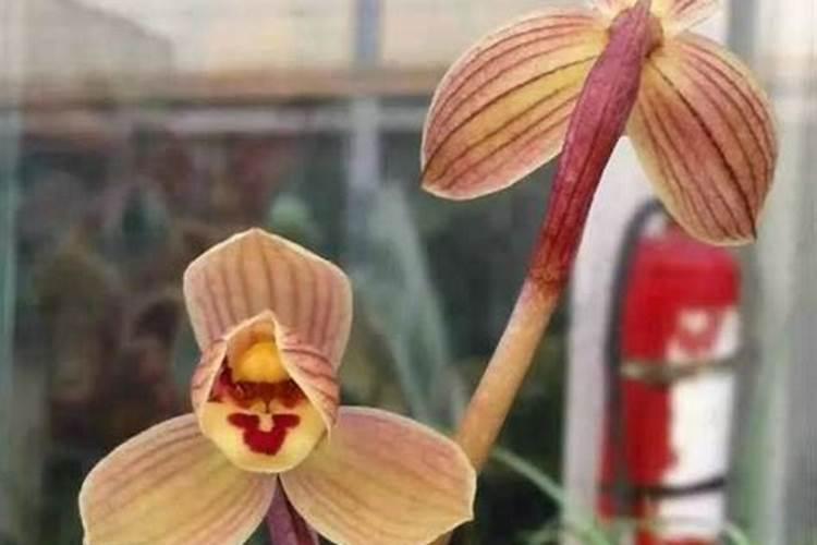 阿司匹林用于浇任何植物都可以吗？