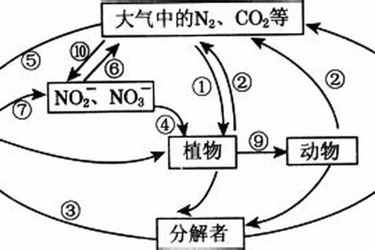 根瘤菌固氮原理是什么？