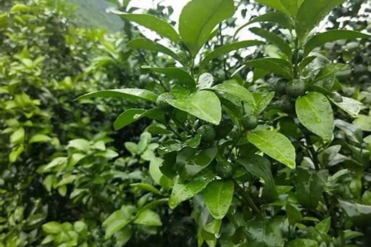芒果树控梢用什么药好控,跪求解答个位大神