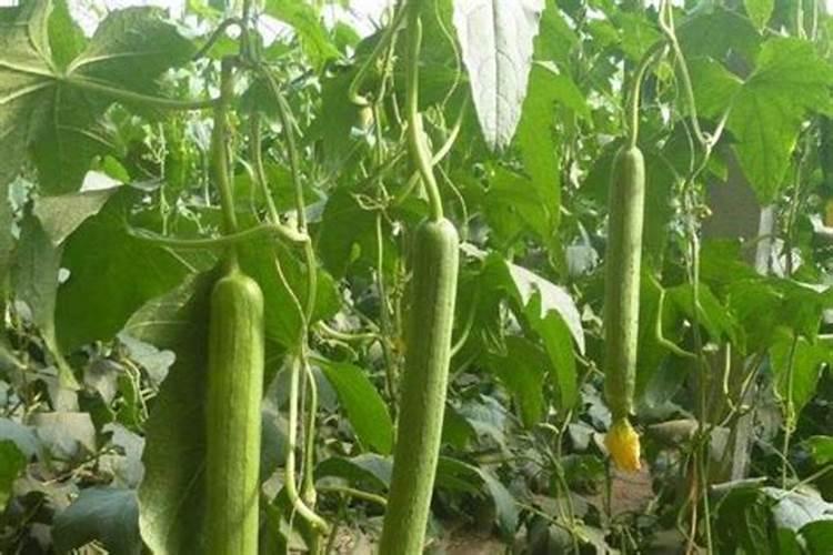 丝瓜移栽后多久施肥