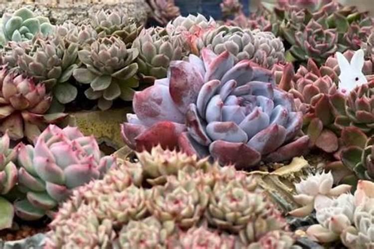 多肉植物如何施肥,多肉植物肥料自制方法