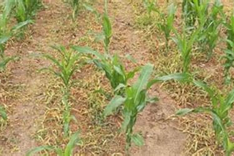 玉米苗后除草剂喷药后3小时就下雨有效果吗