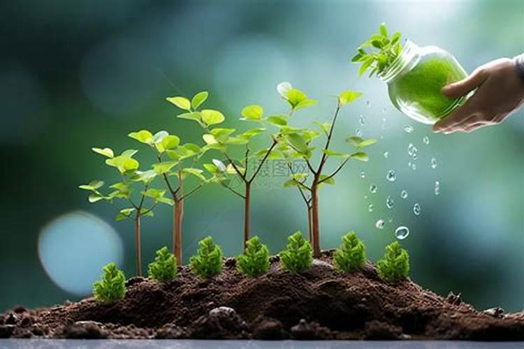 春天栽的树苗现在能不能施肥