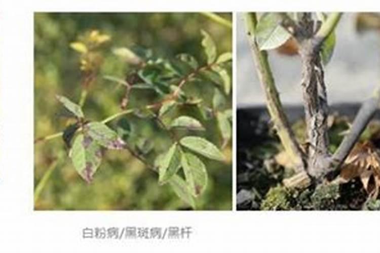 月季施肥和打药要错开时间吗