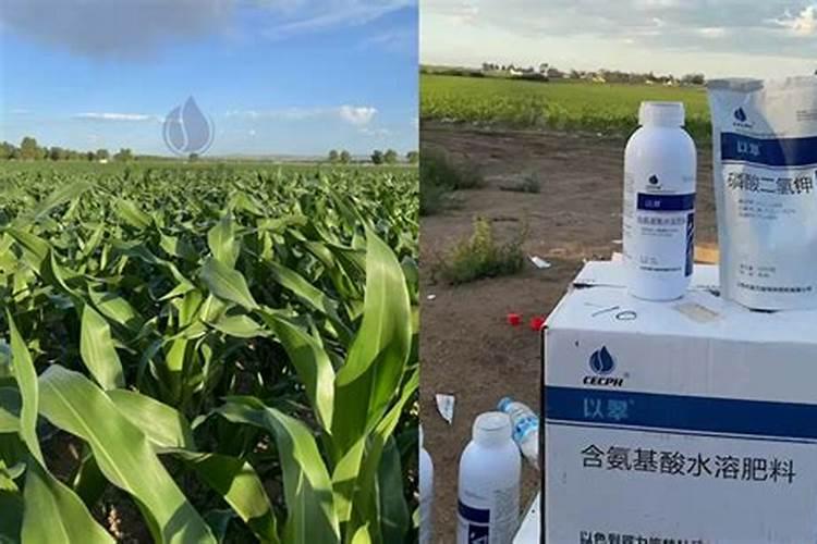 玉米被冰雹打过,喷什么类型的叶面肥最好？