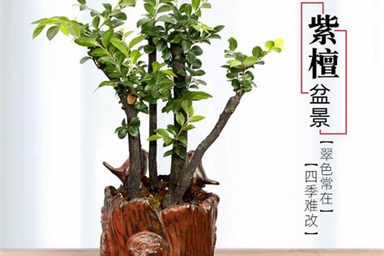 紫檀树怎么养 长得快