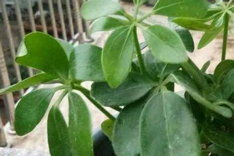 客厅电视柜上摆什么招财,家居风水客厅电视柜旁适合放什么植物旺财