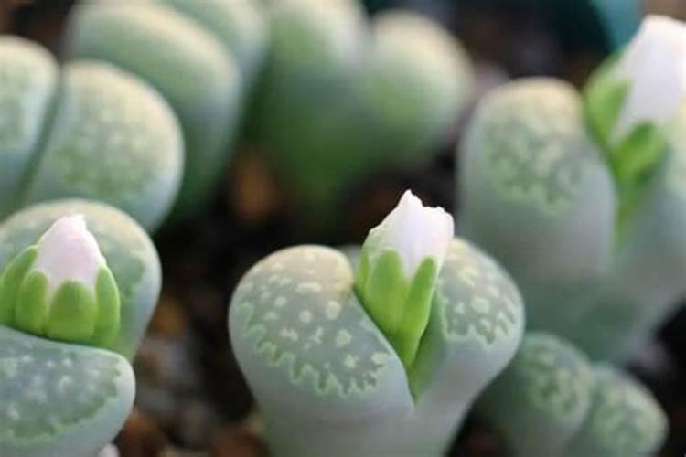 有哪些植物的叶可做糍