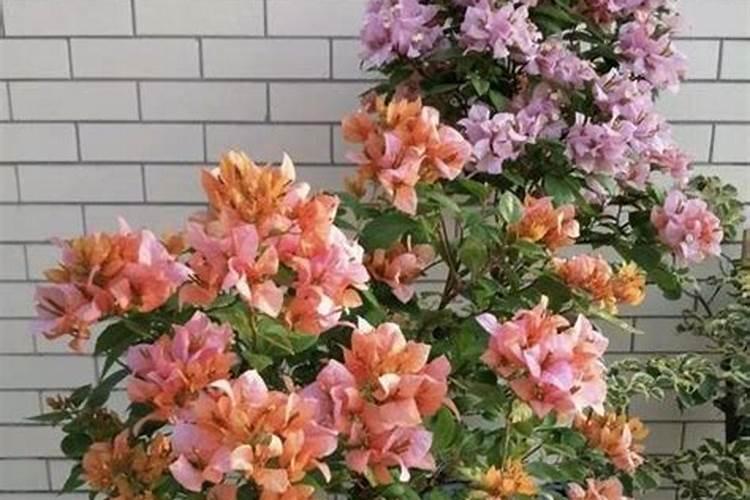 蔬菜霜冻后补救方法 白菜冻了怎么办
