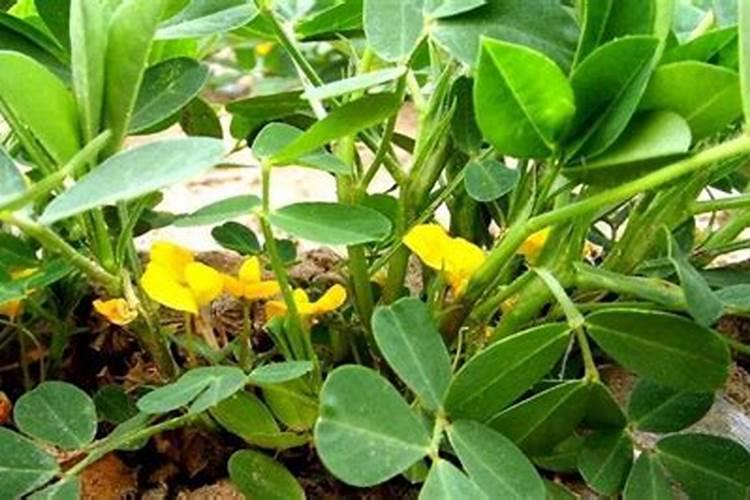 花生施肥的最佳时间 花生如何施肥