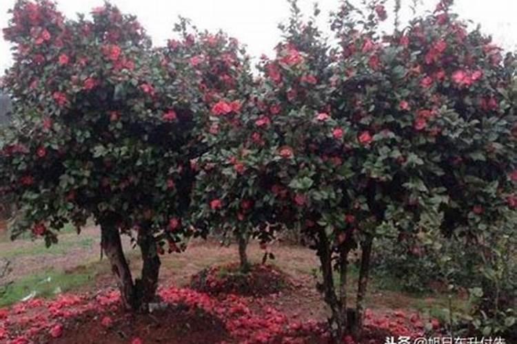 山茶花掉叶子怎么回事,应怎么处理