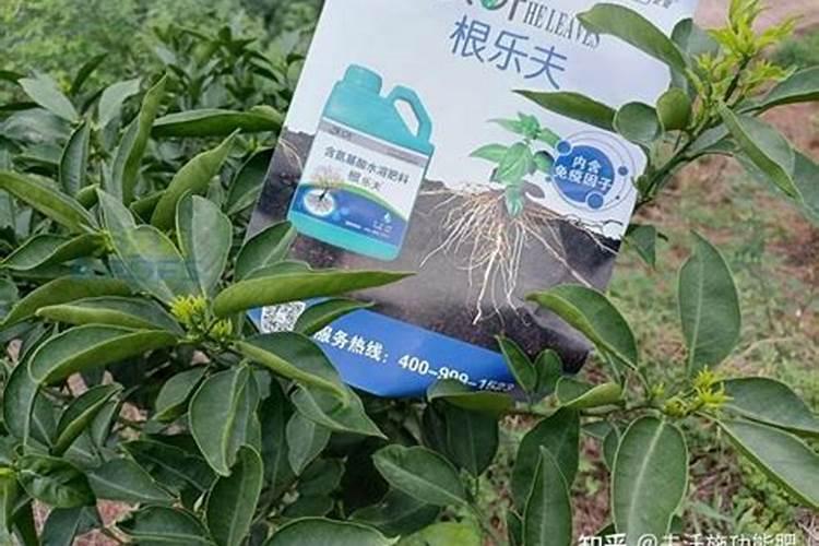 柑橘用什么水溶肥好及水溶肥施用指南