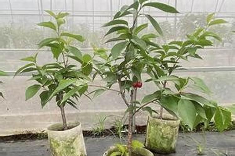球兰怎么养才能开花(球兰的养护方法讲解)