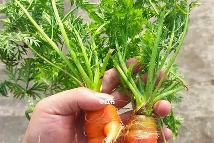 米糠可以做肥料吗