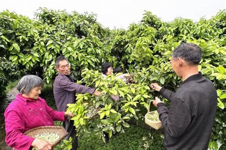 蜜柚促花保果技术是什么