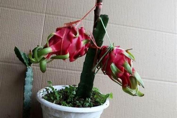 火龙果促花方法与人工催花技巧