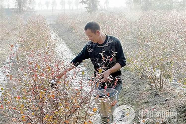蓝莓用什么肥料