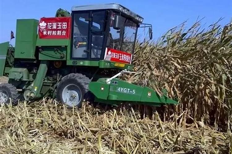 玉米秸秆还田为什么要试用尿素？具体亩用量多少？