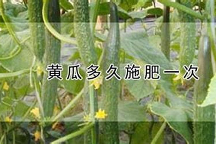 阳台黄瓜施肥时间及方法 注意事项有哪些