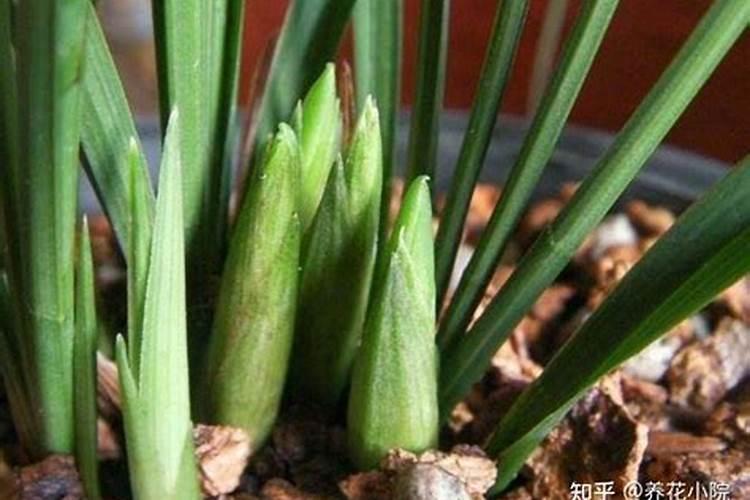 兰花怎么养护新芽长满盆