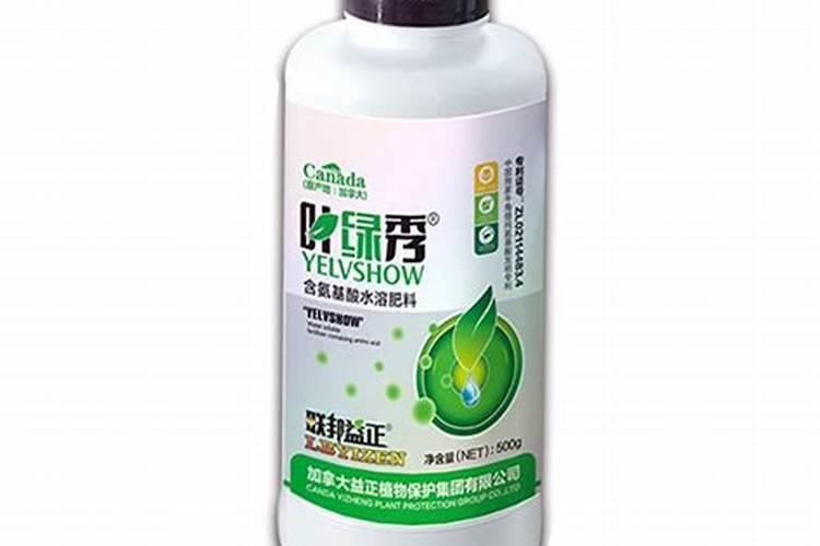 富贵竹黄叶？用上“2少1勤”,叶绿苗肥“才旺家”