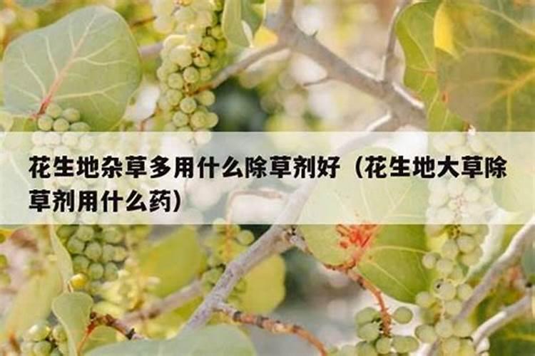 棕树如何施肥