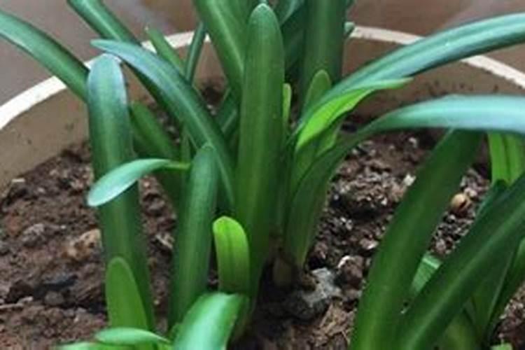浇小西瓜幼苗用水溶肥用多少克？